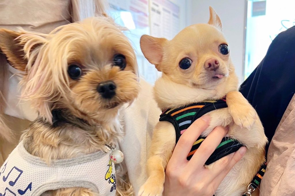 ペットホテル・一時預り